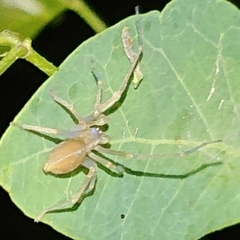 Cheiracanthiidae