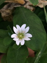 Cerastium davuricum