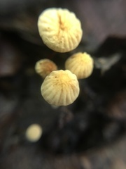 Marasmius siccus