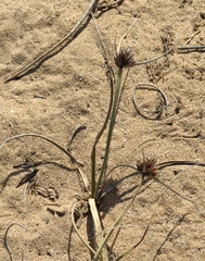 Cyperus capitatus