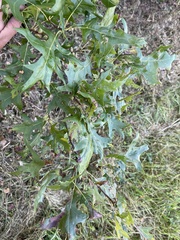 Quercus palustris