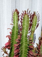 Euphorbia trigona