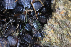 Pachygrapsus crassipes