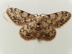 Idaea