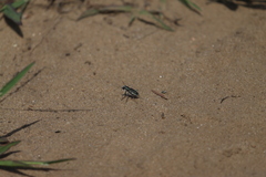 Cicindela scutellaris lecontei