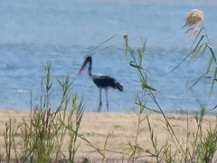 Ephippiorhynchus senegalensis