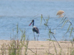 Ephippiorhynchus senegalensis