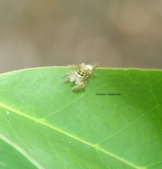 Hyllus