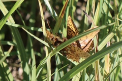Boloria chariclea