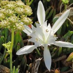 Pancratium maritimum