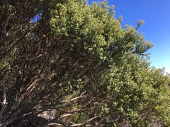 Phylica buxifolia