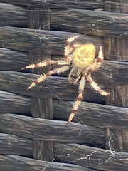 Araneus trifolium