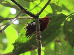 Machaeropterus deliciosus