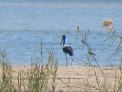 Ephippiorhynchus senegalensis