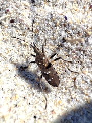 Dicranocephalus agilis