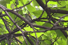 Setophaga pensylvanica