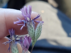Lessingia leptoclada