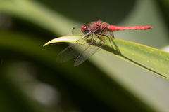 Sympetrum gilvum