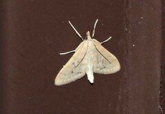 Paracorsia repandalis