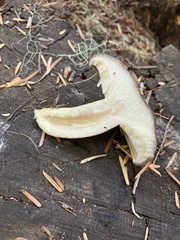 Lactarius circellatus
