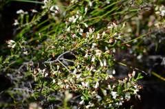 Erica imbricata