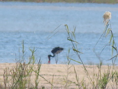 Ephippiorhynchus senegalensis