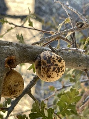 Andricus quercuscalifornicus