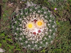 Coryphantha elephantidens