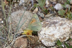 Colias meadii