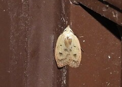 Machimia tentoriferella