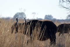 Syncerus caffer caffer