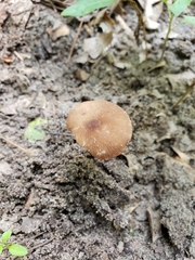 Pluteus nanus