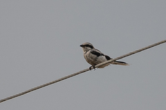 Lanius excubitor