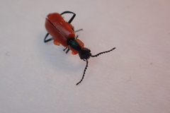 Anthocomus rufus