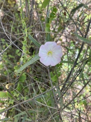Convolvulus arvensis