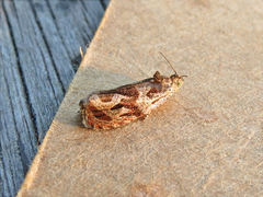 Olethreutes permundana