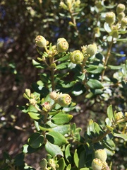 Phylica buxifolia