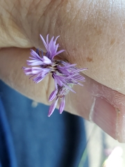 Lessingia leptoclada