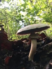 Agaricus xanthodermus