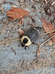 Necrophila americana