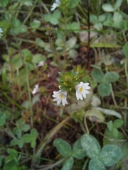 Euphrasia stricta