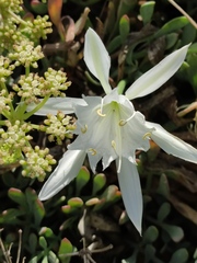 Pancratium maritimum