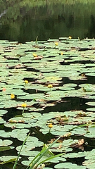 Nuphar variegata