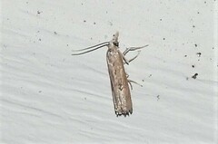 Parapediasia teterrellus