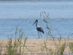 Ephippiorhynchus senegalensis