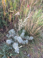 Artemisia frigida