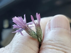 Lessingia leptoclada