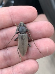 Enaphalodes hispicornis