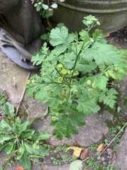 Tanacetum parthenium