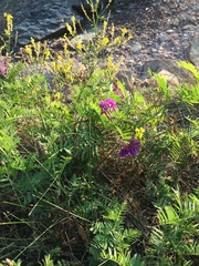 Vicia nervata